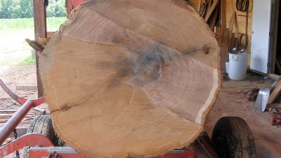 Red Oak Log on Sawmill